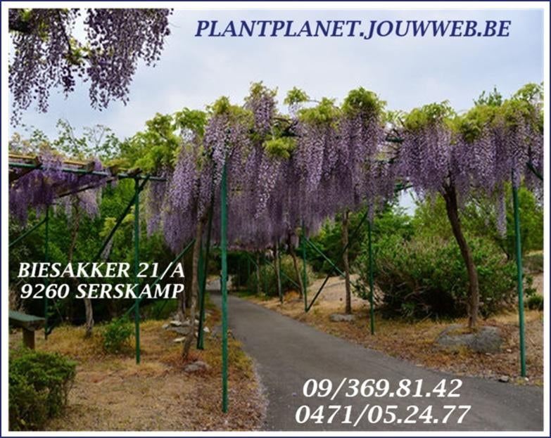 BLAUWE REGEN (GLYCINE) , IN DE LENTE REEDS BLOEMEN, 16€/Stuk, Tuin en Terras, Planten | Tuinplanten, Volle zon, Vaste plant, Ophalen of Verzenden