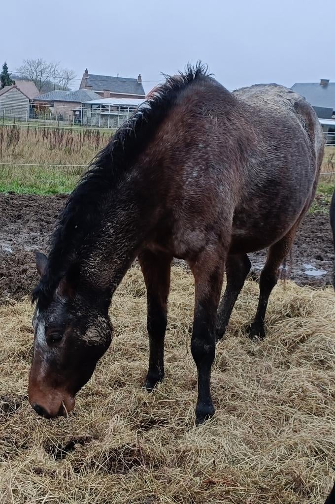 Appaloosa - merrie - 9 jaar, Dieren en Toebehoren, Paarden, Merrie, Minder dan 160 cm, Zadelmak, Recreatiepaard
