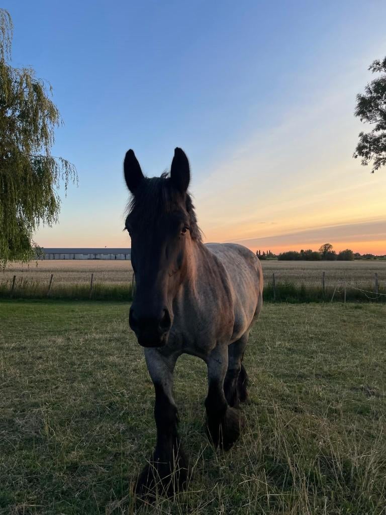 vervoer paarden / trailer te huur, Dieren en Toebehoren, Ophalen of Verzenden, Aluminium, 2-paards trailer