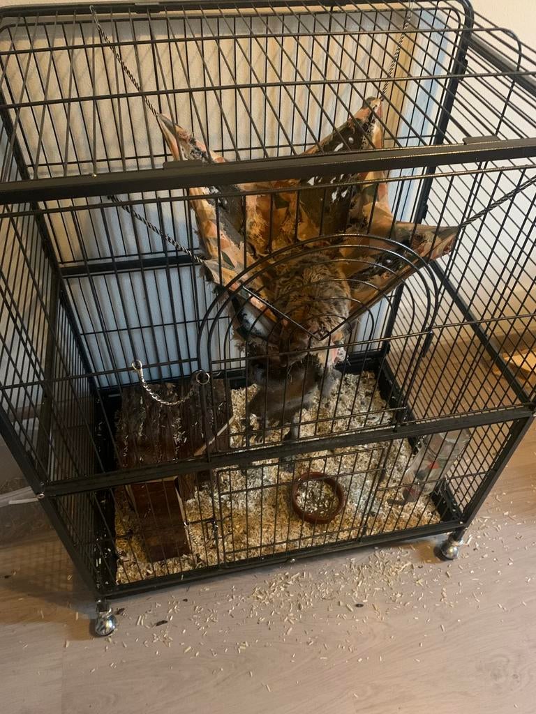 Drie ratjes zoeken een rhuis, Dieren en Toebehoren, Knaagdieren, Mei, Mannelijk, Rat