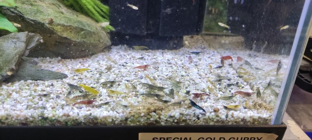 Neocaridina kleurenmix, Dieren en Toebehoren