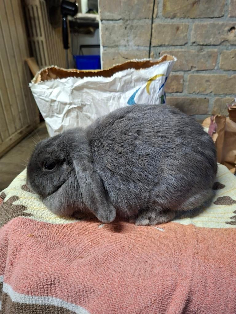 Minilop/NHD blauwe voedster, Dieren en Toebehoren, Konijnen, Klein, Vrouwelijk, 3 tot 5 jaar, Hangoor