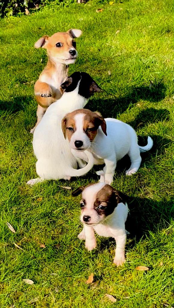 Jack Russel pups kortpotige, Hépatite contagieuse (maladie de Rubarth), 8 à 15 semaines, Plusieurs, Éleveur | Loisir