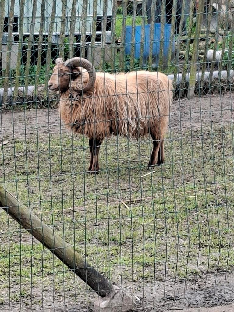 Schaap Ram, Dieren en Toebehoren, Schapen, Geiten en Varkens, Schaap