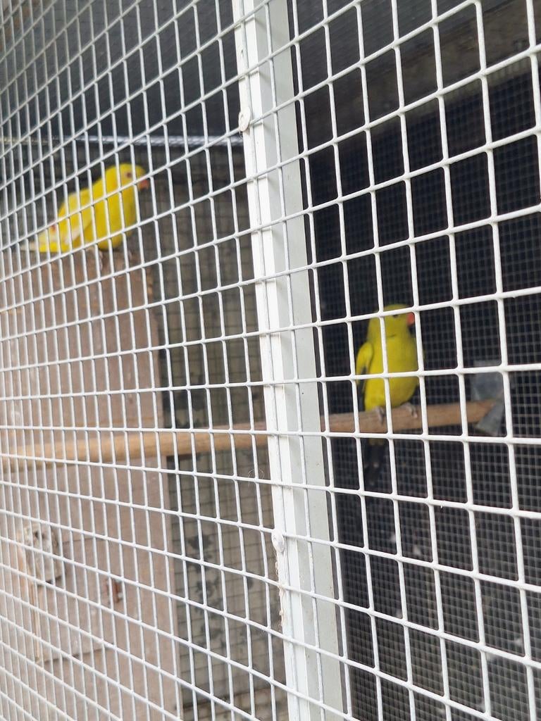 Koppel lutino bergen beide van 2019, Dieren en Toebehoren, Vogels | Kanaries