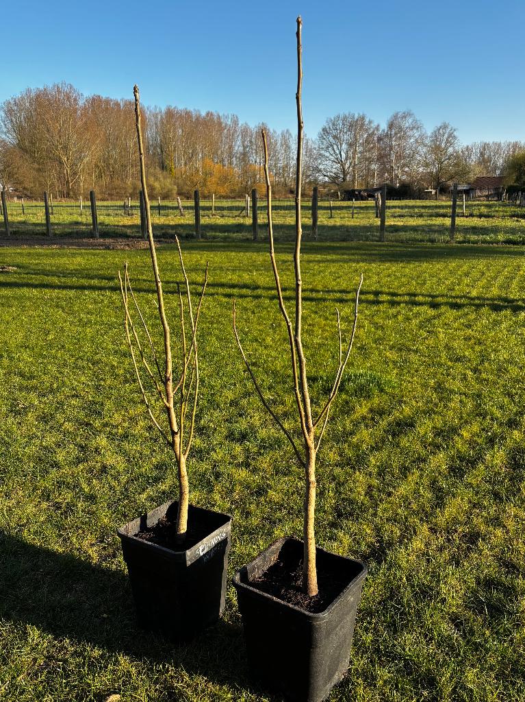 Walnotenboom, notelaar okkernoten, Juglans regia buccaneer, Ophalen, Walnotenboom