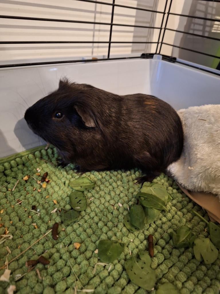 Cavia man, Dieren en Toebehoren, Oktober, Cavia, Tam