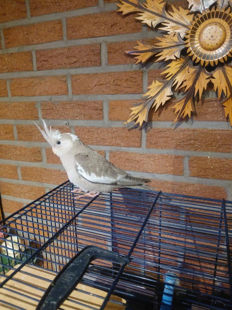 Tamme valkparkieten, Dieren en Toebehoren, Vogels | Parkieten en Papegaaien