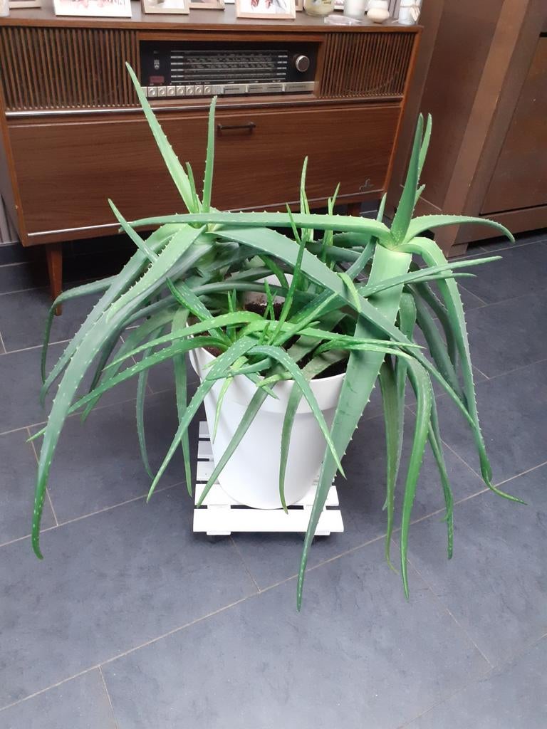 Aloé Vera plant met pot in volle bloei, Tuin en Terras, Planten | Tuinplanten, Ophalen