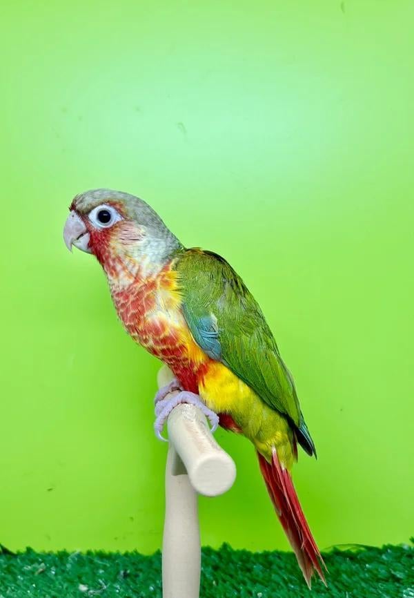Jeune conure de molinae Femelle EAM/très bien apprivoisée, Femelle, Perroquet, Domestique
