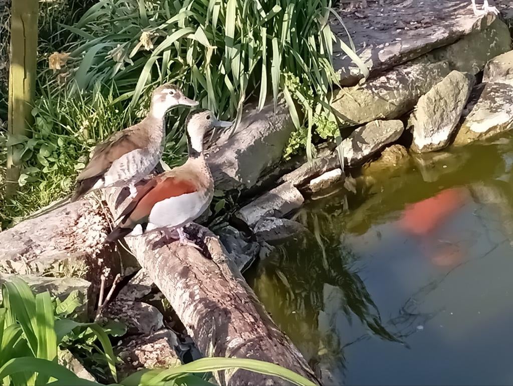 Eendjes te koop, Dieren en Toebehoren