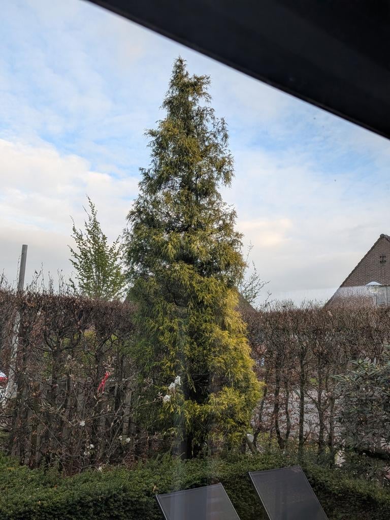 Kerstboom/grote spar, Tuin en Terras, Ophalen