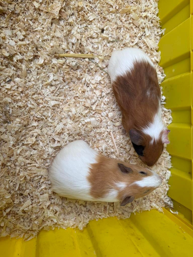 2 vrouwtjes cavia’s 4 weken, Février, Domestique, Cobaye, Femelle