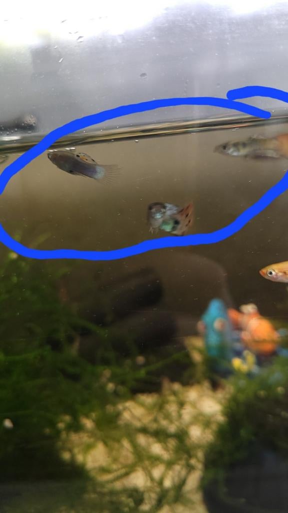 Guppy's 3 75 cents la pièce