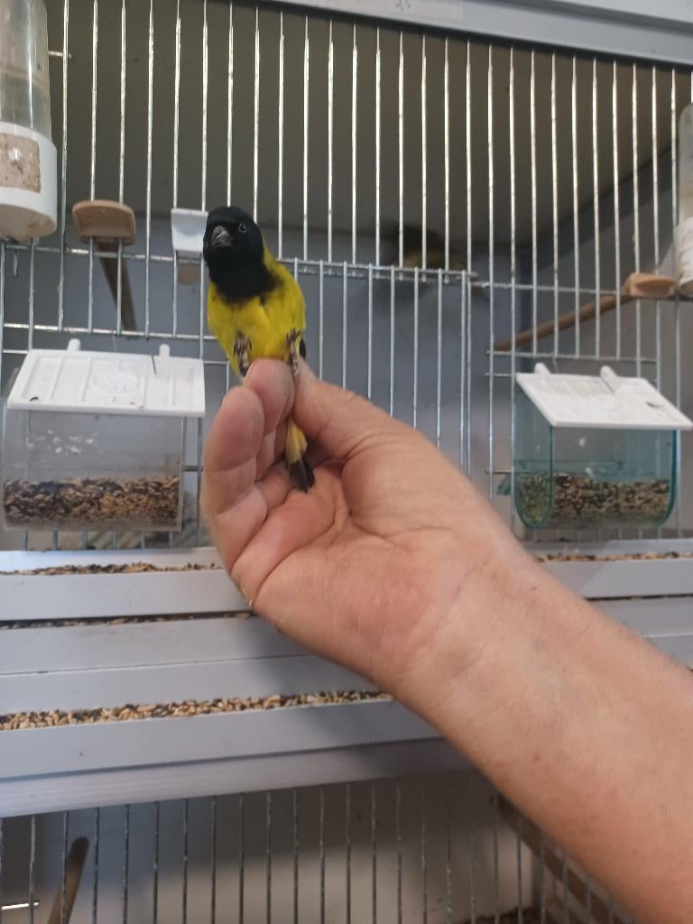 A vendre tarin de Magelan, Animaux & Accessoires, Plusieurs animaux