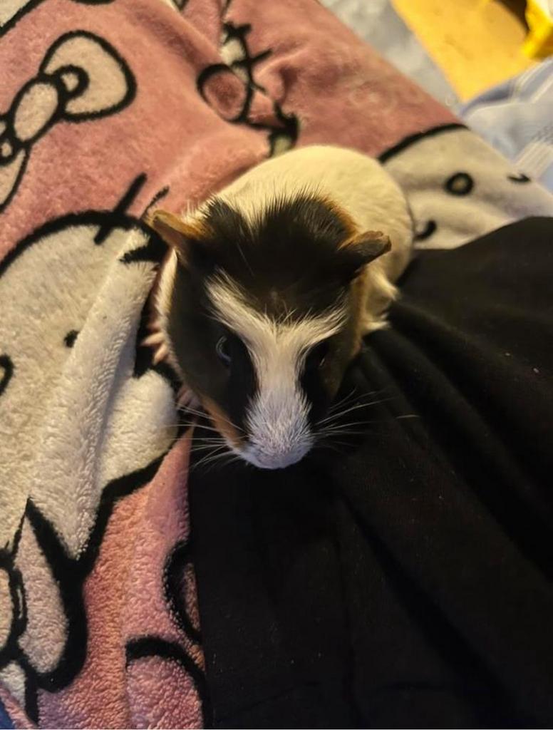 Cochon d'Inde, Hobby & Loisirs créatifs, Enlèvement, Neuf