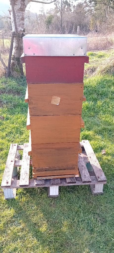 Ruche Warré complète, Animaux & Accessoires, Enlèvement