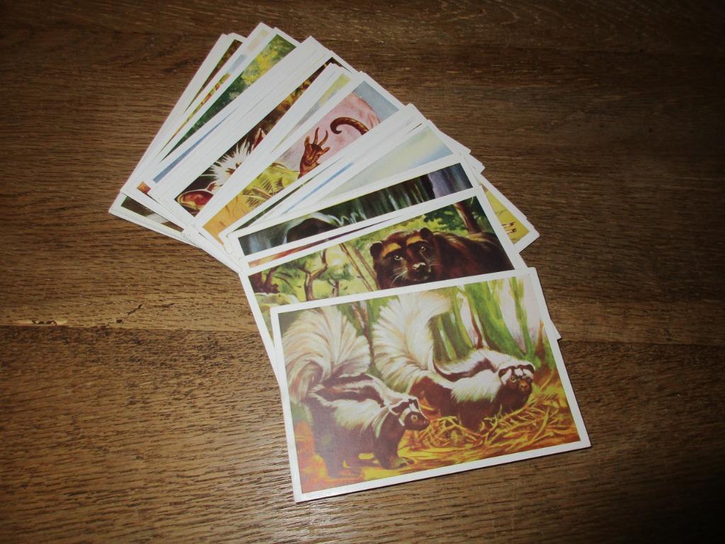 50 CHROMOS PEPERKOEK PATRIA GENT WONDEREN DIERENWERELD, Collections, Enlèvement ou Envoi, Comme neuf, Animal, Gravure