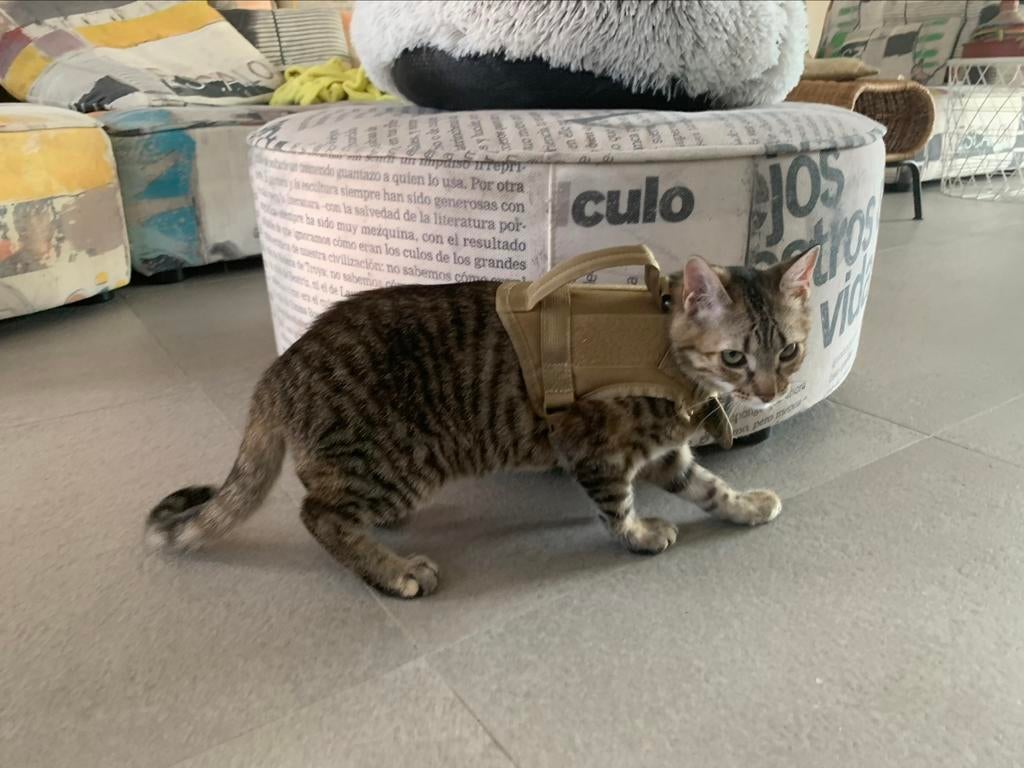 Harnas voor kat (nieuw - kaki kleur), Ophalen of Verzenden