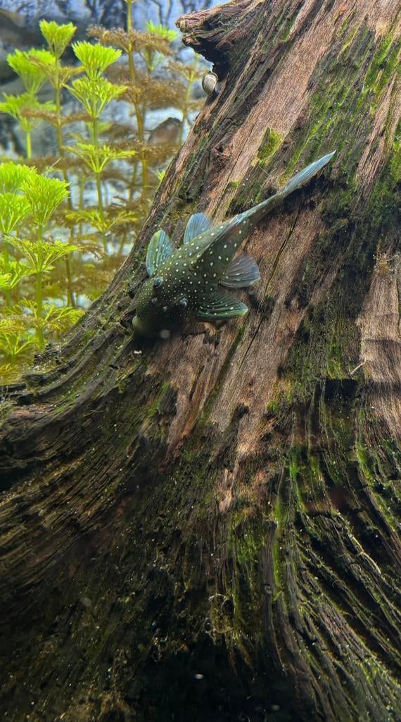 L 128 Pleco Hemiancitrus Blue Phantom 3 samen voor 250€