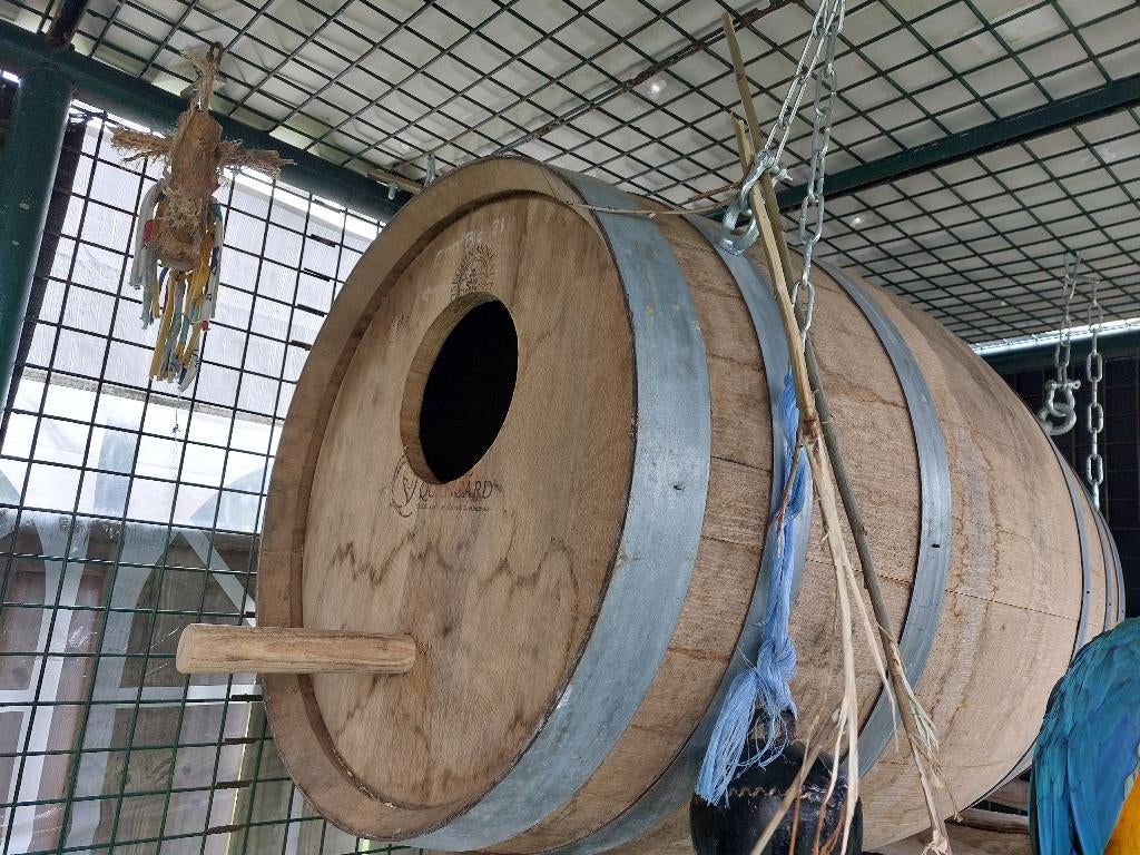 Broedblok / wijnvat blauwgele ara., Dieren en Toebehoren, Vogels | Parkieten en Papegaaien, Papegaai