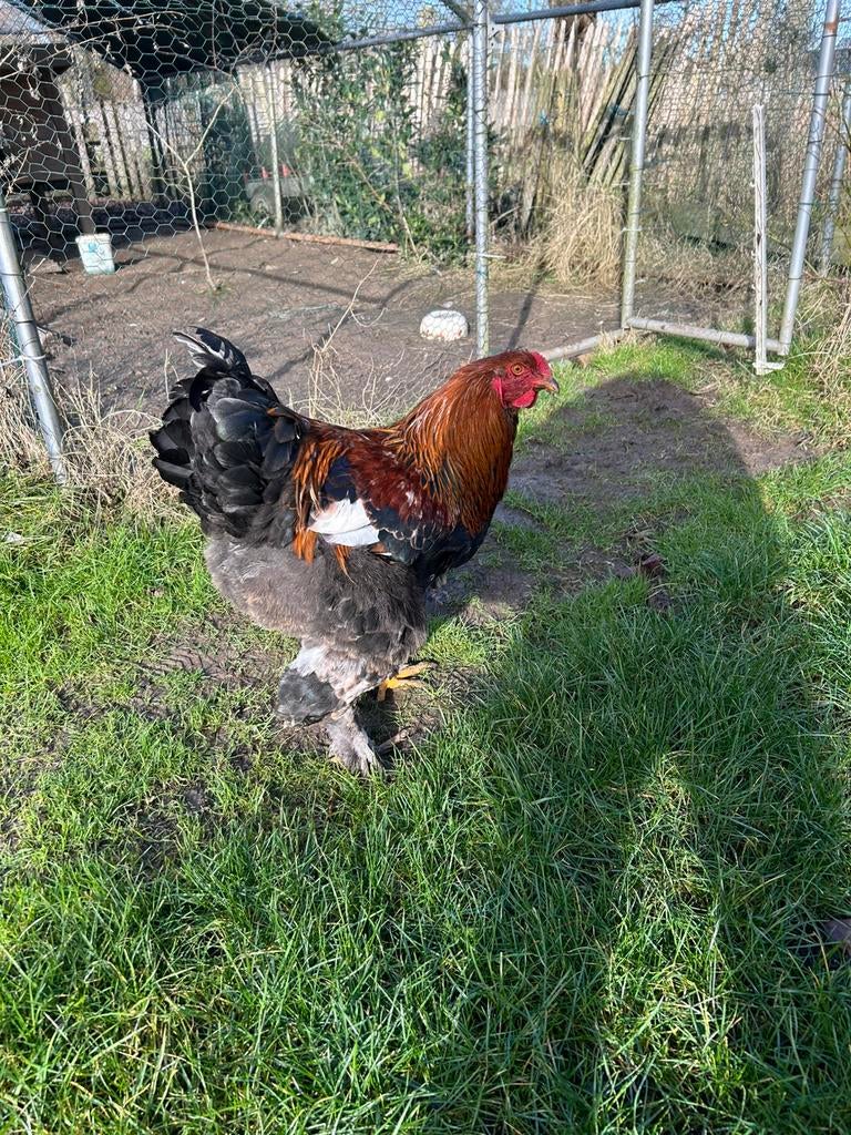 Brahma goudpatrijs, Dieren en Toebehoren