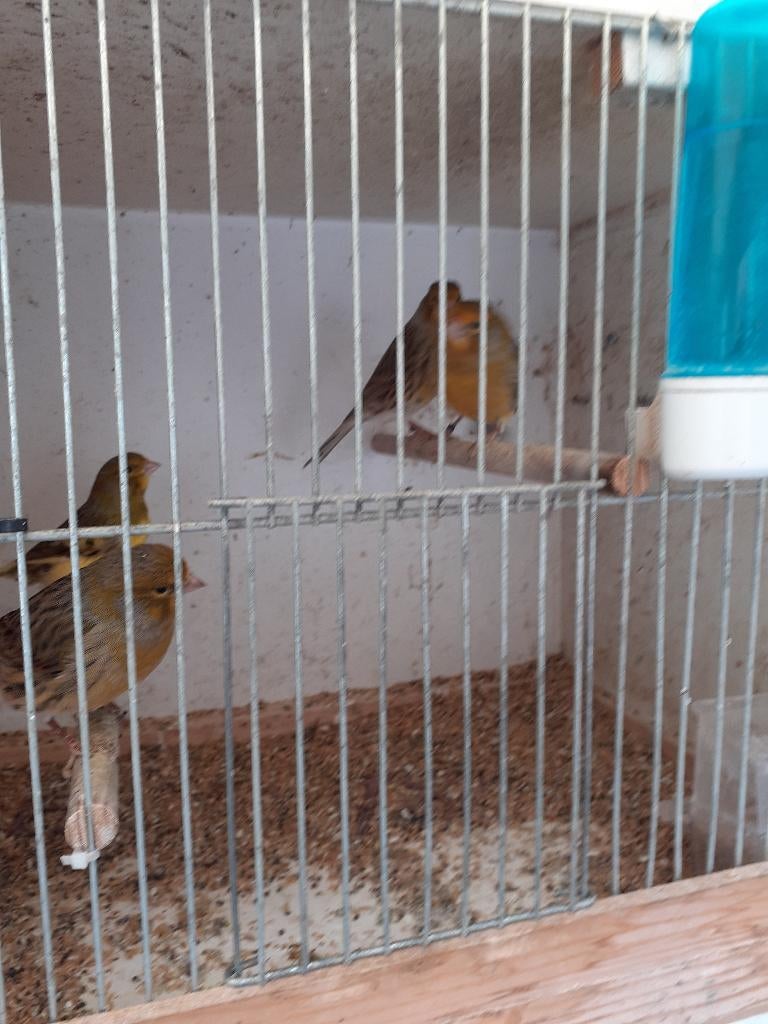 kanarie, Plusieurs animaux, Canari de couleur