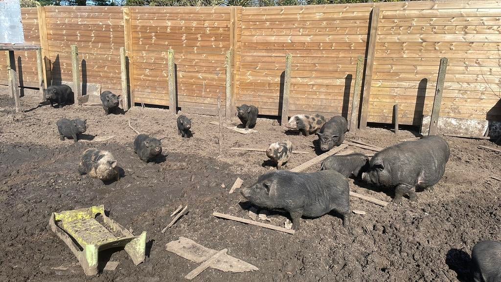Uitzonderlijk kleine hangbuikzwijnen (+/-20-30cm), Augustus, Meerdere dieren