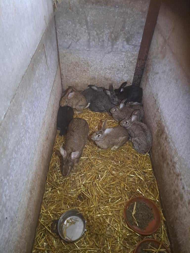 Jonge Vlees konijnen, Dieren en Toebehoren, Konijnen, Meerdere dieren, Middelgroot