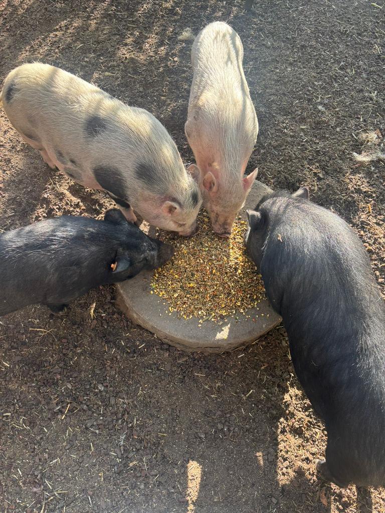 Mannelijk minivarken - zwart, Maart, Mannelijk