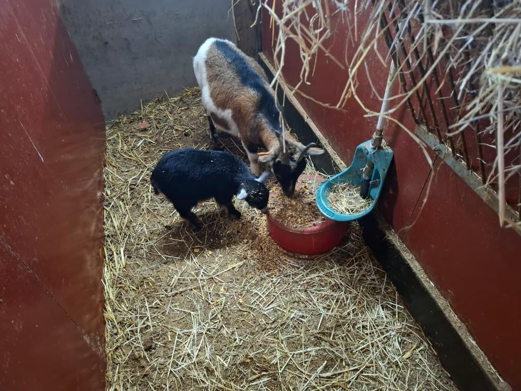 Dwerggeiten, Ophalen