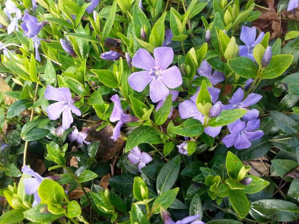 Bodembedekkers, Tuin en Terras, Ophalen, Bodembedekkers