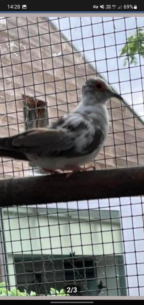 Gezocht jonge bonte of witte diamantduifjes, Dieren en Toebehoren