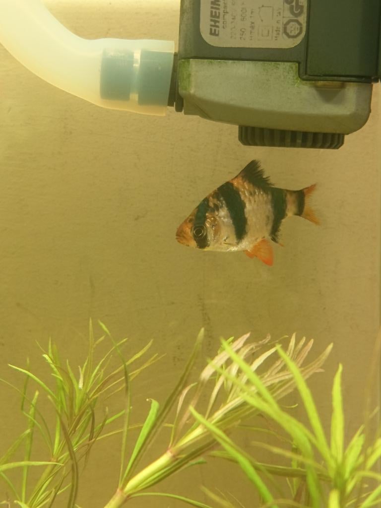 Aquarium vis 3 soorten, Dieren en Toebehoren, Ophalen