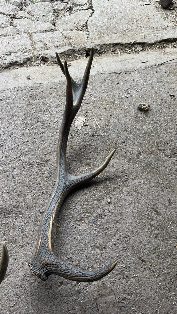 Bois de cerf, Collections, Enlèvement, Comme neuf, Cerf