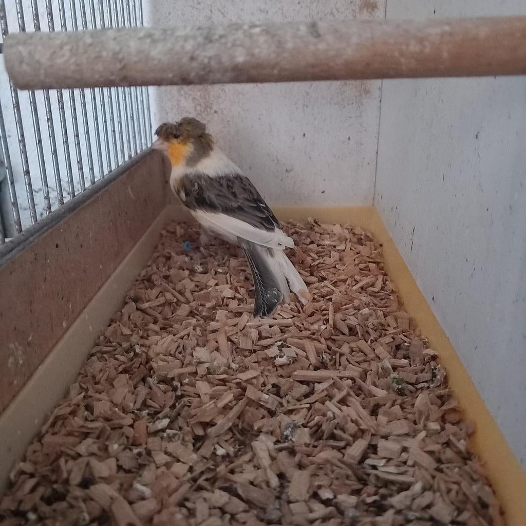 Harlekijn man 2025 kuif, Dieren en Toebehoren, Vogels | Kanaries