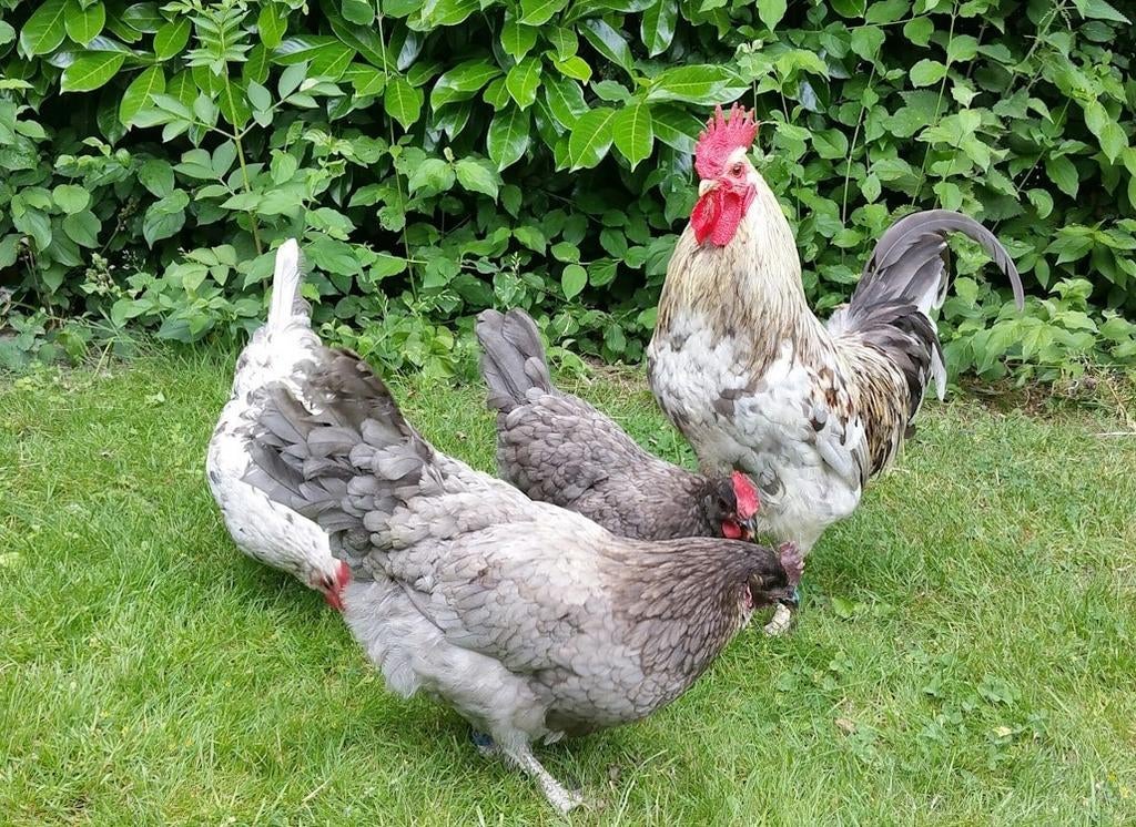 Silverudds blå broedeieren, groene eitjes, zeldzaam ras, Dieren en Toebehoren, Pluimvee
