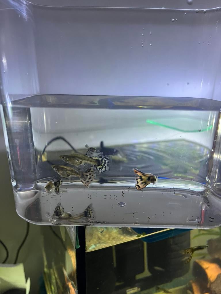 Guppies 1mannetje en 2 vrouwtje = €5, Enlèvement, Comme neuf