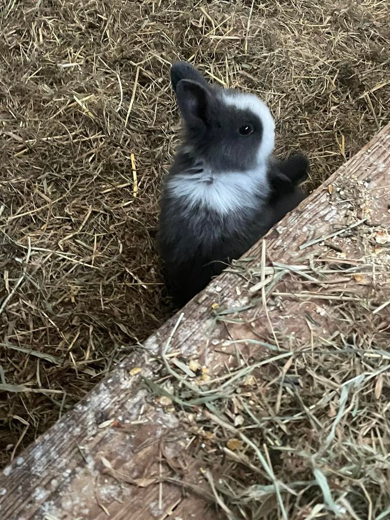 Jonge dwergkonijntjes (leeuwenkopjes), Dieren en Toebehoren, Konijnen, Meerdere dieren, Dwerg, 0 tot 2 jaar