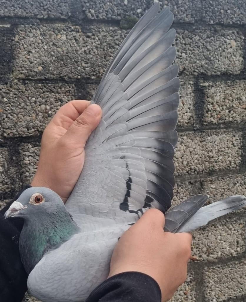 Postduif "WONDERE DIRK"/"PORSCHE 911", Vrouwelijk, Postduif