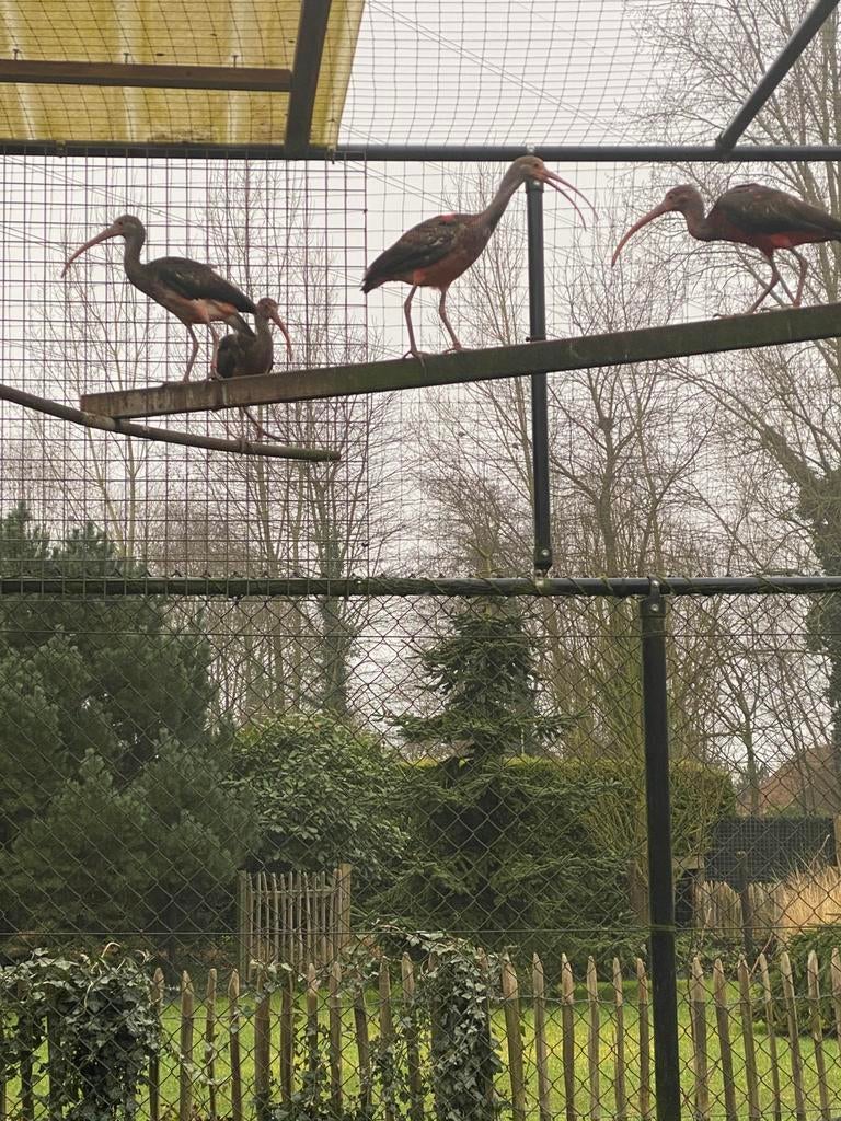 Rode ibis, Meerdere dieren, Geringd