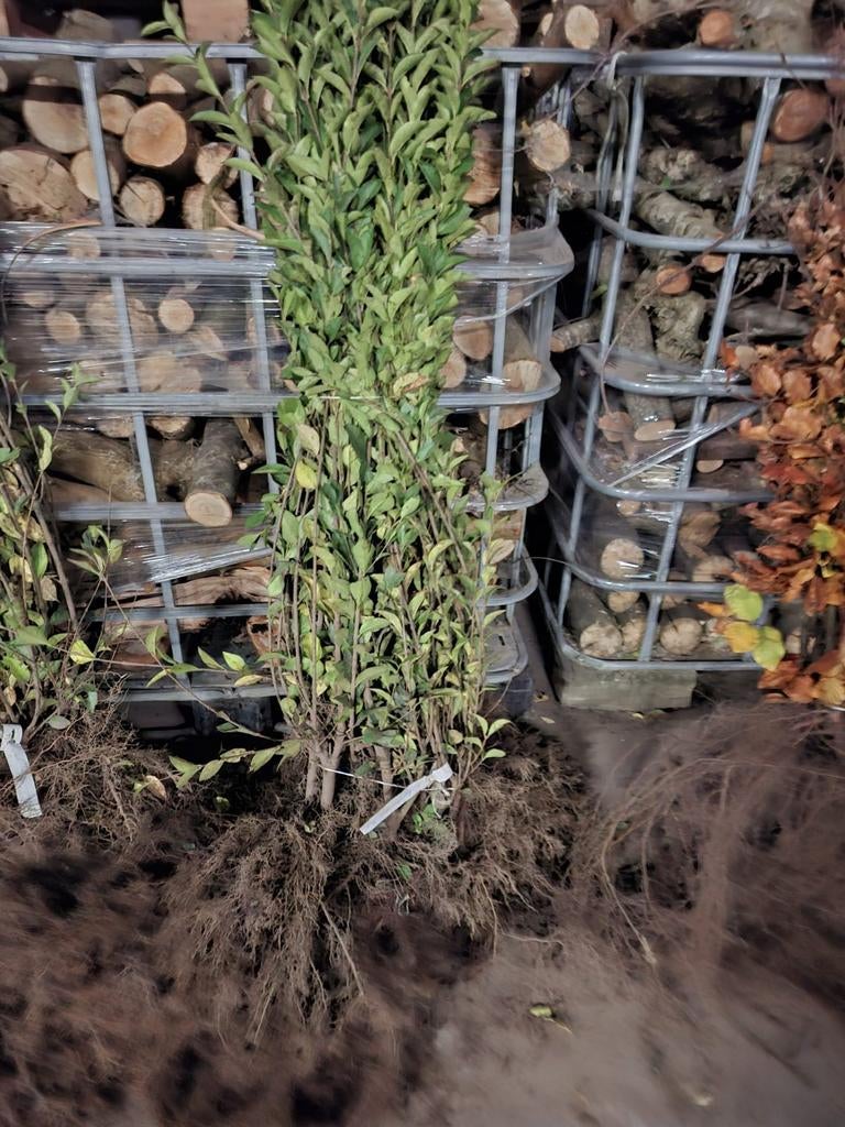 ‼️Ligustrum Ovalifolium aan stuntprijzen ‼️, Ophalen, Liguster