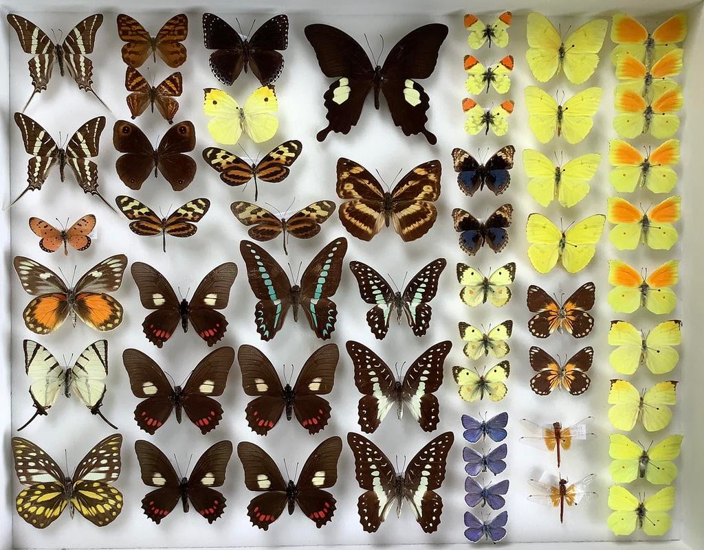 Opgezette VLINDERS, 5€/Specimen, Ophalen of Verzenden, Zo goed als nieuw