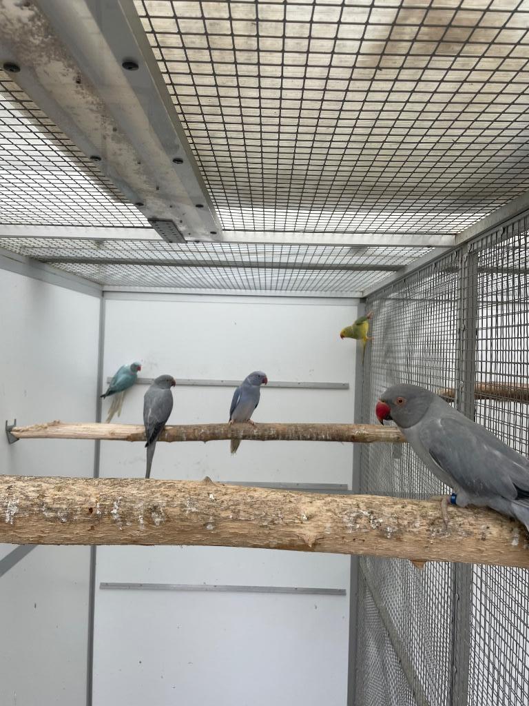 Opaline bont halsband parkiet halsbandparkiet kweekrijp, Dieren en Toebehoren, Vogels | Parkieten en Papegaaien, Vrouwelijk, Parkiet
