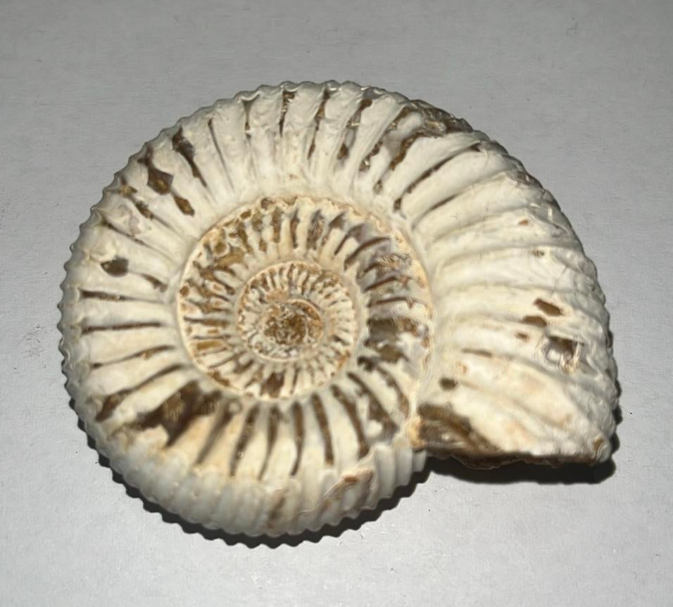 Ammoniet - Fossiel - 63gram - diameter ca. 53mm, Verzamelen, Mineralen en Fossielen, Fossiel, Ophalen of Verzenden