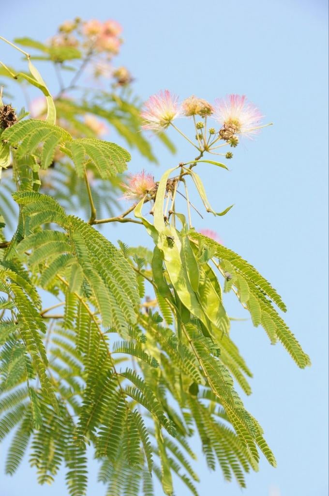 Albizia julibrissin meerstam, Tuin en Terras, Planten | Bomen, Ophalen, Zomer