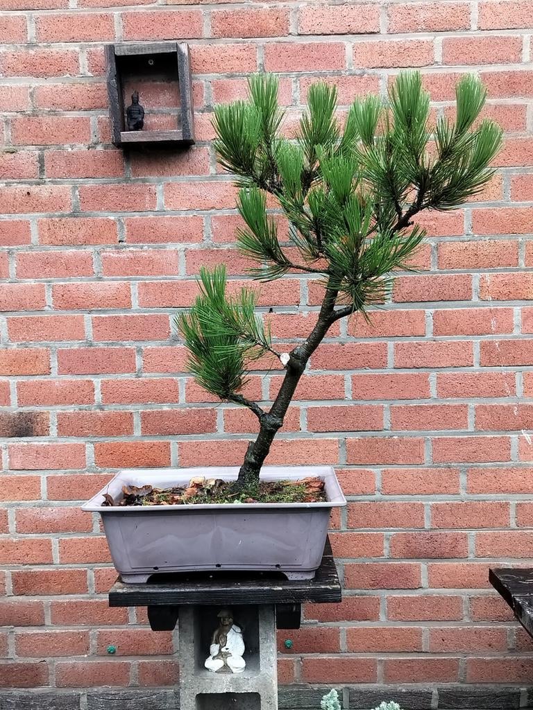 Bonsai starter pinus, Tuin en Terras, Ophalen