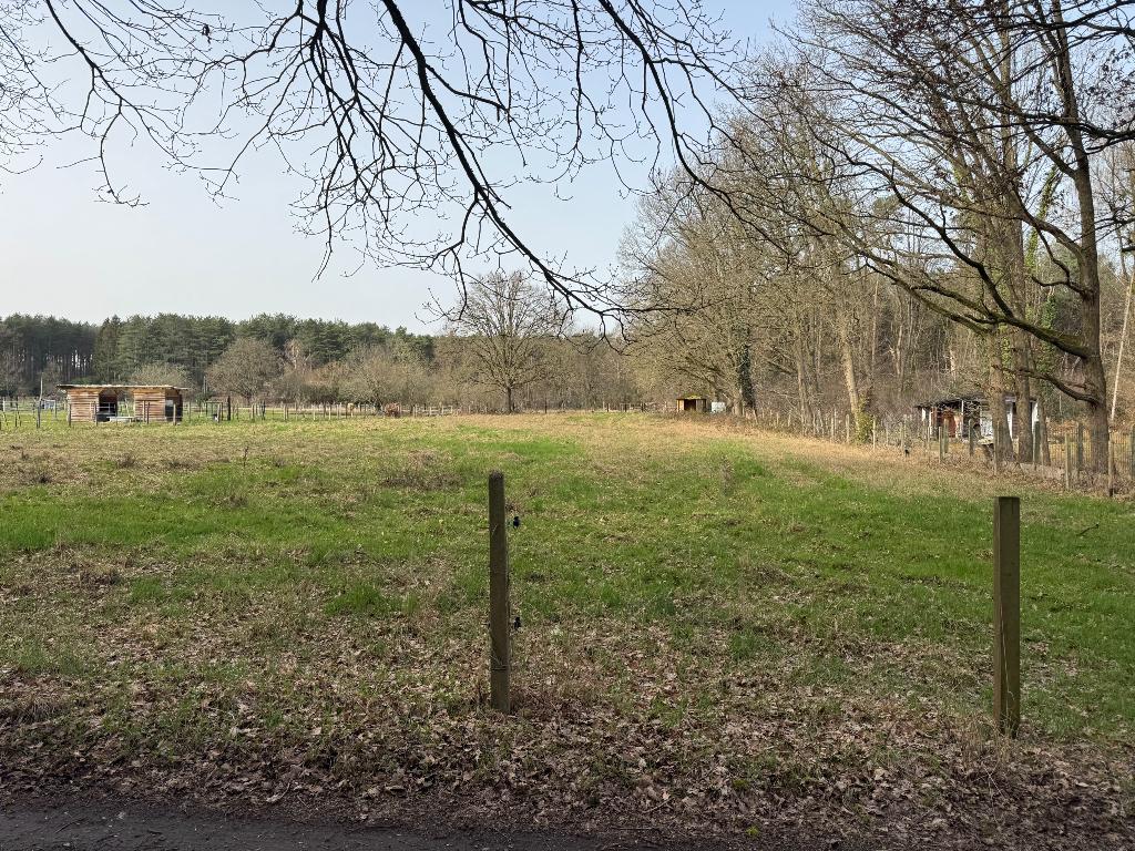 Weide te huur, Dieren en Toebehoren, Stalling en Weidegang, Weidegang, 1 paard of pony