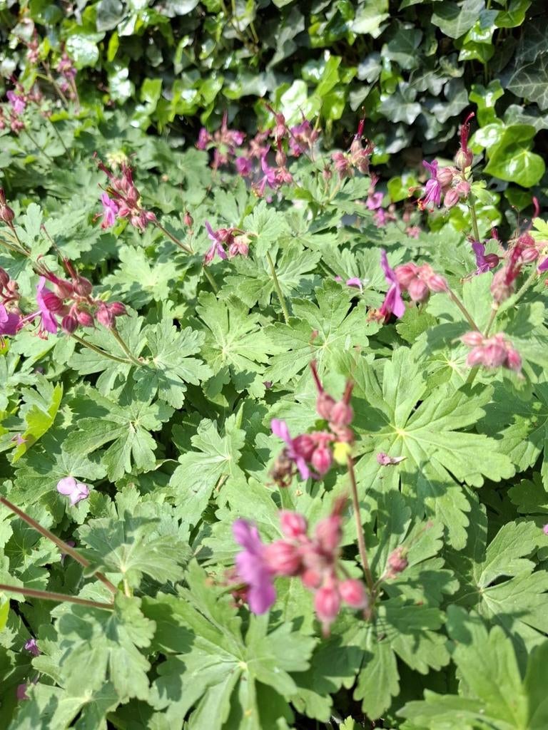 mooie sterke bodembedekker geranium macrorrhizum 0,90 EUR/st, Jardin & Terrasse, Plantes | Jardin, Enlèvement