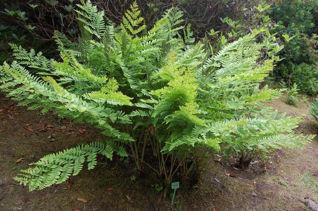 Koningsvaren - Osmunda regalis 30st. 1€/stuk, Tuin en Terras, Planten | Tuinplanten, Ophalen of Verzenden, Vaste plant, Varens